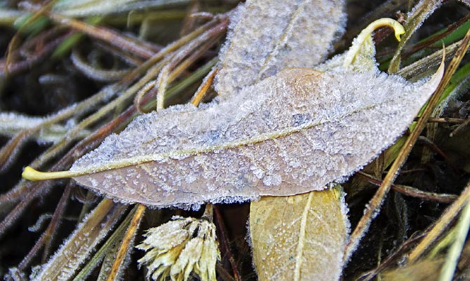 leaf frost